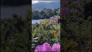 Irland im Würgegriff Rhododendron Ponticum [upl. by Rebhun]