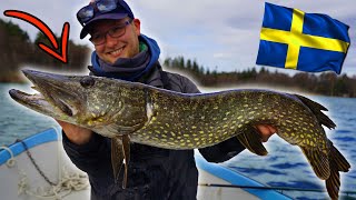 WIJ VANGEN VEEL GROTE SNOEKEN IN ZWEDEN 😱  Snoekvissen in Zweden 🇸🇪 [upl. by Annala770]