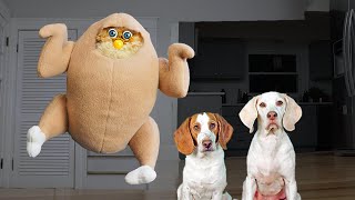 Creepy FURBY Creatures Surprise Dogs Funny Dogs Maymo Potpie amp Indie [upl. by Oiralih]