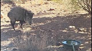 This javelina is not currently in a squadron [upl. by Otreblanauj]