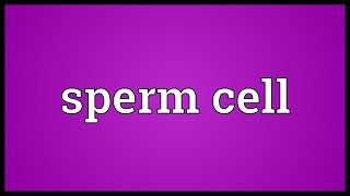 Sperm cell Meaning [upl. by Assilav]