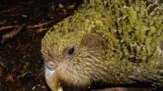 Kakapo Nest [upl. by Lutim]