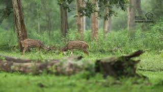 Travel Log to Kabini [upl. by Nale]