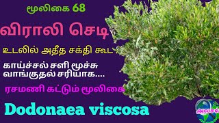 விராலி மூலிகையின் மருத்துவ பயன்கள்viraali herbal plants benefitsDodonaea viscosa [upl. by Eidnew]