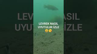 Levrek nasıl uyutulur adlı çalışmam [upl. by Torbert]