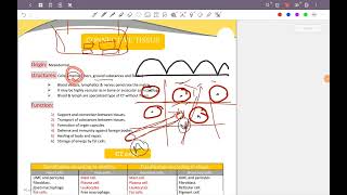 Connective Tissue 1 [upl. by Asile783]