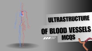 Ultrastructure of blood vessels  mcqs  test your knowledge [upl. by Dasteel]