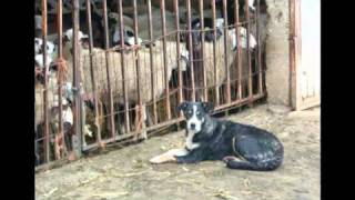 CAREA LEONÉS 26 Ejemplares de quotCarea Leonésquot o quotPerro de Pastor Leonésquot León shepherd dogavi [upl. by Idna467]