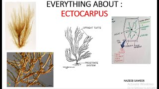 Ectocarpus Gen Account amp Thallus structure BY NAZEEB SAMEER [upl. by Maccarone348]