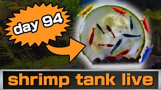 shrimp tank live day 94 [upl. by Peggie228]