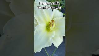 Hemerocallis ‘Sunday Gloves’ hemerocallis perennial flowers daylilies daylily garden plants [upl. by Vaden]