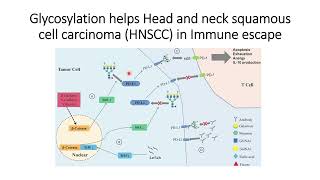 Glycosylation helps Head and neck squamous cell carcinoma HNSCC in Immune Escape Code 516 [upl. by Netsirhk816]