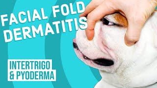 Facial Fold Dermatitis in Dogs [upl. by Nuahsyar]