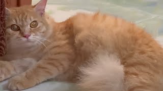 Power in cat hits  Persian cat hits  Animals Lifestyle Show [upl. by Ahsatsan60]