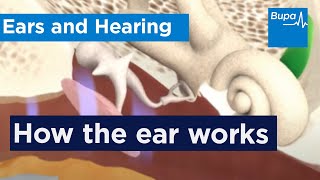 How the ear works  Bupa Health [upl. by Annoj272]