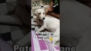 Bare Kanjoos ho 🥹 funny pluto dog comedy shorts [upl. by Nosnirb433]