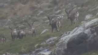 IBER HUNTS MARK HUNTING A GOLD MEDAL IBEX IN GREDOS [upl. by Avirt]