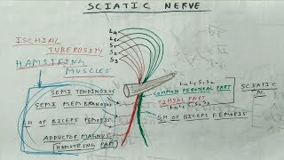 Sciatic Nerve Anatomy Branches  TCML [upl. by Akiwak]