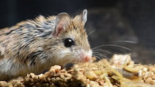 Amazing Facts of Faith — Grasshopper Mouse [upl. by Hteb]