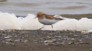 Spoon Billed Sandpiper on the nest [upl. by Nosnorb]