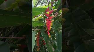 Heliconia garden ensiklopediatanaman pisangpisangan botanical bunga heloconia plants [upl. by Platon196]