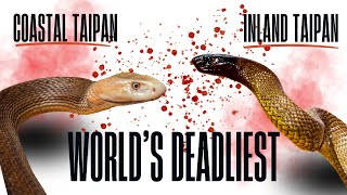 Coastal amp Inland Taipan  Worlds Deadliest  naturelovers wildlife animals snake [upl. by Nedyaj]