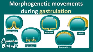 Morphogenetic movements  invagination involution ingression delamination amp epiboly [upl. by Nalhsa692]