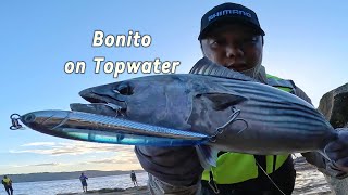 Topwater Bonito [upl. by Nedyarb]