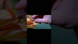 🌸 How to Pollinate Clivia Plants for Stunning Blooms 🌿2025 [upl. by Anatak]