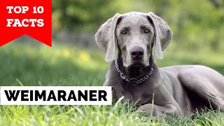 Weimaraner  Top 10 Facts [upl. by Scoles]