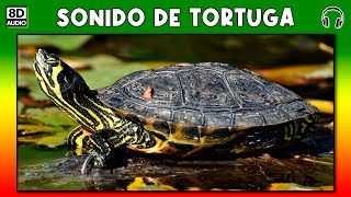 SONIDO DE TORTUGA 🐢 [upl. by Crandall587]