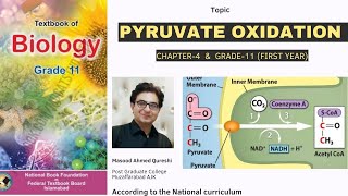 Pyruvate Oxidation  Biology  Grade 11  Urdu Hindi English  Federal Board Pakistan 2024 [upl. by Amberly]