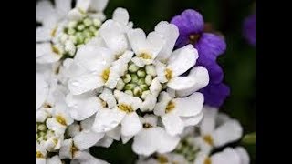 How🤔 to collect 🕊Candytuft Flowers 💐SEEDSBest winter flowers plants [upl. by Hedve343]