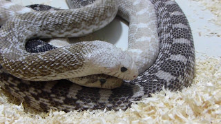 Bullsnake Pituophis c sayi courtship  mating activity 1080 HD [upl. by Raoul]