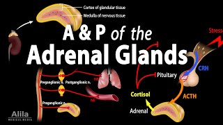 Anatomy and Physiology of the Adrenal Glands Animation [upl. by Dotson905]