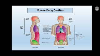 HUMAN BODY CAVITIES IN ANATOMY AND PHYSIOLOGY [upl. by Zippel620]