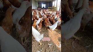 Bovans brown age 3 month  World’s highest egg laying breed  poultry farming in Pakistan [upl. by Nevs681]