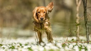 How to Stop Excessive Barking in Cocker Spaniels [upl. by Cathlene655]