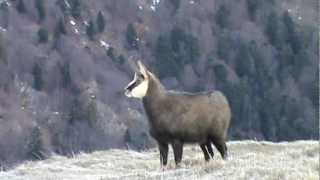 Chamois en hiver Hohneck  Vosges [upl. by Terrill]