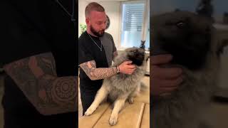 You Won’t Believe What This Guy Does to Animals 😱 dog cat [upl. by Eydnarb285]