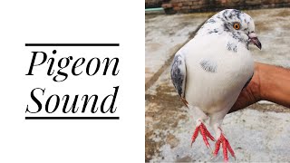 Pigeon Sound Effect  Male Pigeon Super Performance  White Pigeon [upl. by Haidabej]