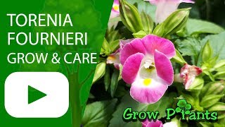 Torenia fournieri  grow amp care  Wishbone flower [upl. by Yrmac937]