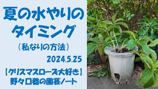 20240525夏の水やりのタイミング [upl. by Tammi]