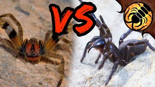 Brazilian Wandering Spider VS Funnelweb  WHICH is more DEADLY [upl. by Anneh]