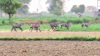 Dog attack Nilgai [upl. by Kass]