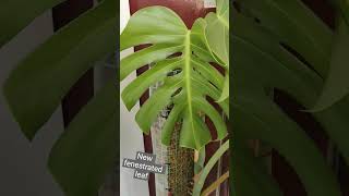 Monstera Borsigiana Plant Growth in a New DIY Moss Pole  New Fenestration plants aroids [upl. by Toback]