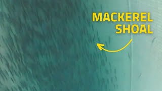 Underwater Fishing Camera records Atlantic Mackerel inside Pelagic Trawler Net [upl. by Lydell]