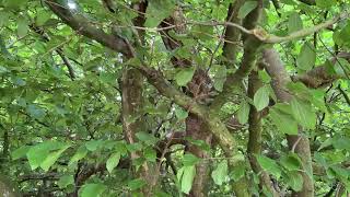 Persian ironwood  entire tree  July 2024 [upl. by Luann685]