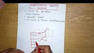 Anastomosis around Scapula  Blood supply of Upper Limb  Doctor Z [upl. by Ken]