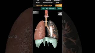 Respiratory system 3d animation [upl. by Ardnazxela]